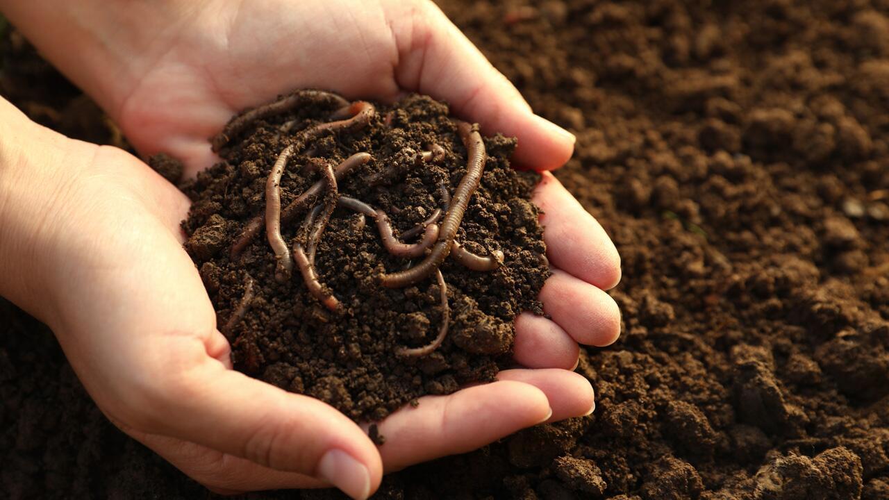 Regenwürmer: So unterstützen Sie den "Gartenmitarbeiter"